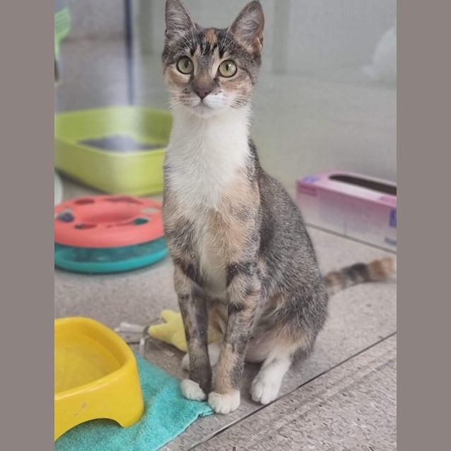Photo of Sweetie
