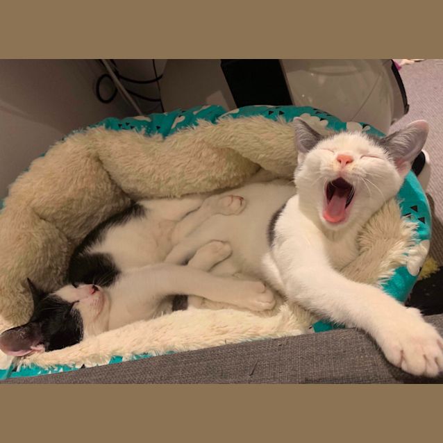 Photo of ❤️ Ivy & Archer ❤️