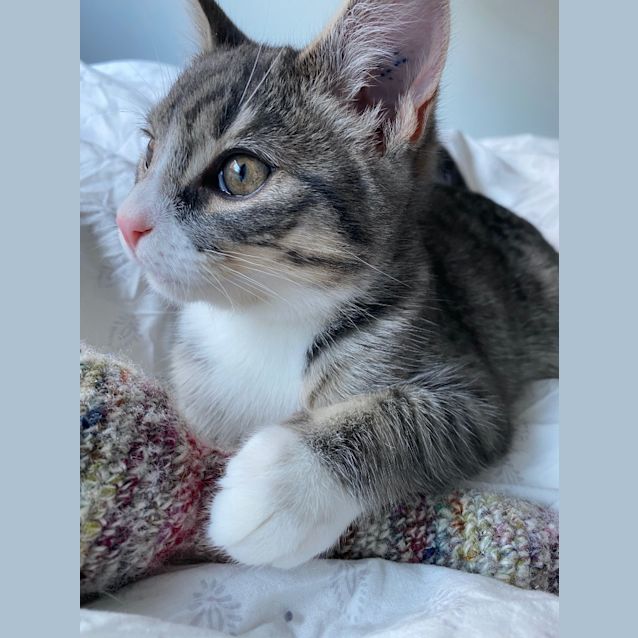 Photo of Fritz The Wildling