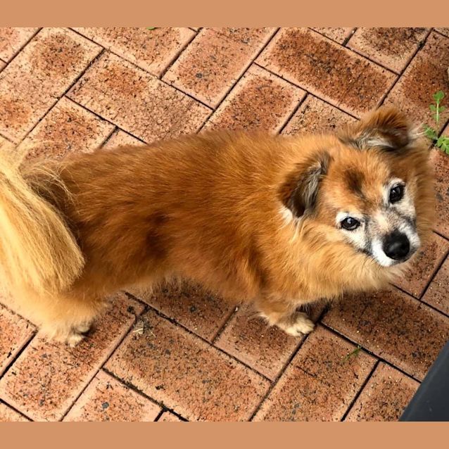 Photo of Bomber