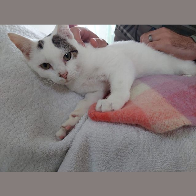 Photo of Checkers
