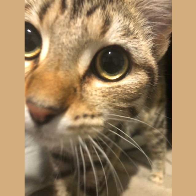 Photo of Pecan