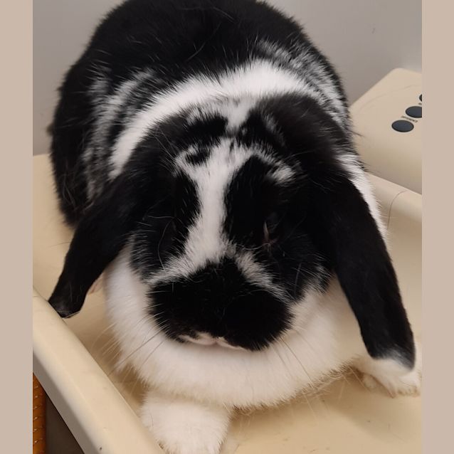 Photo of Molly 