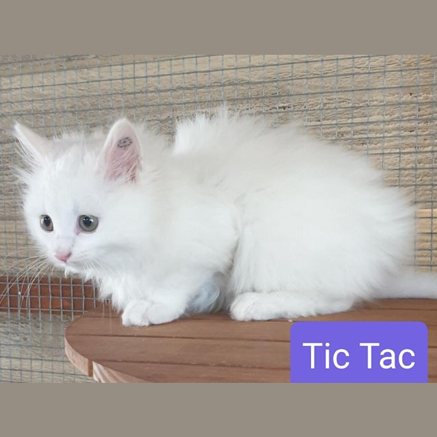 Photo of Tic Tac
