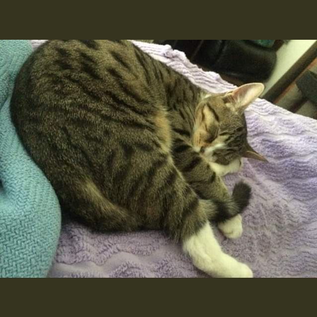 Photo of Dopey