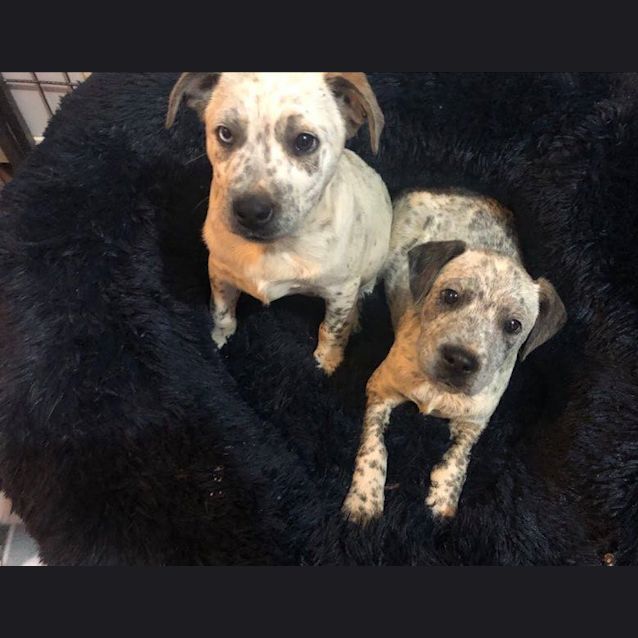 Photo of Lorenzo And Benson