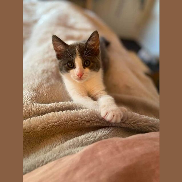 Photo of Chestnut