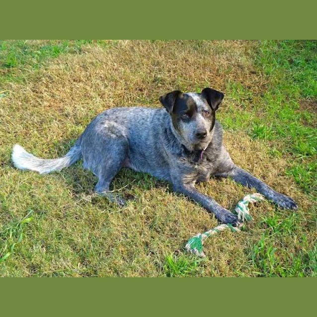 Photo of Ricky & Penny   Bonded Pair