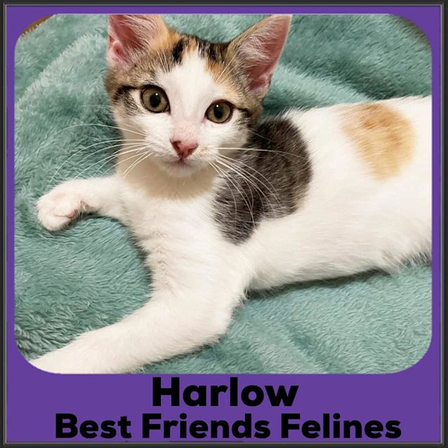Photo of Harlow 