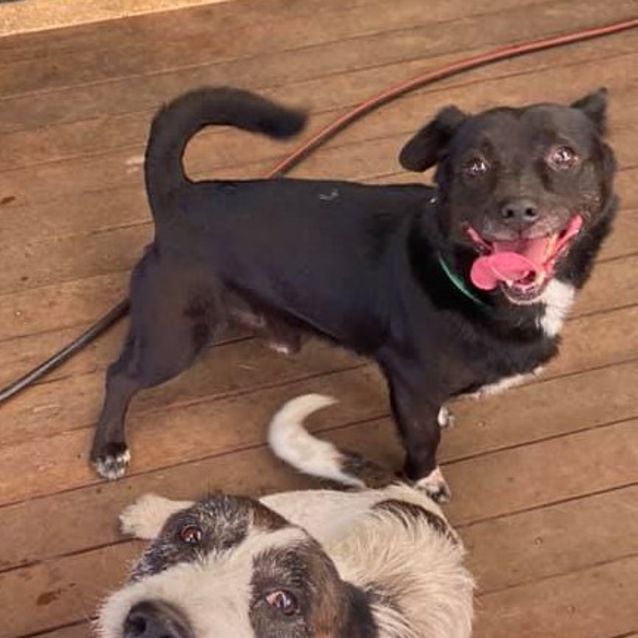 Photo of Jackal Dl2667