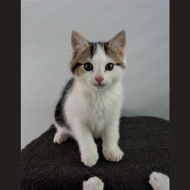 Photo of Charm