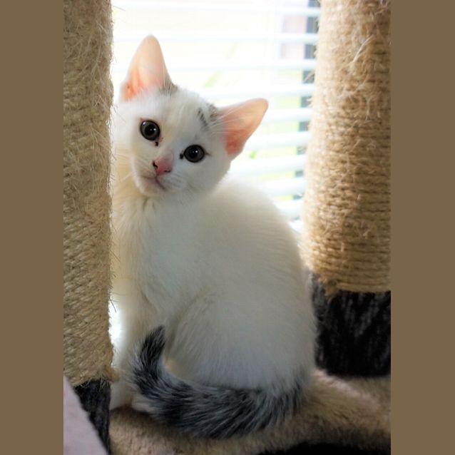 Photo of Cotton