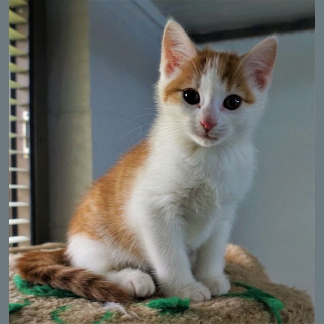 Photo of Cookie