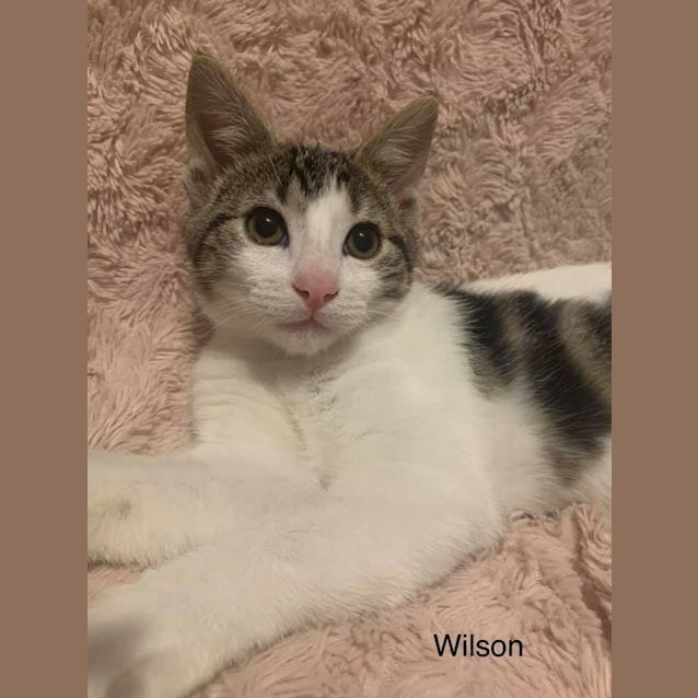 Photo of Wilson