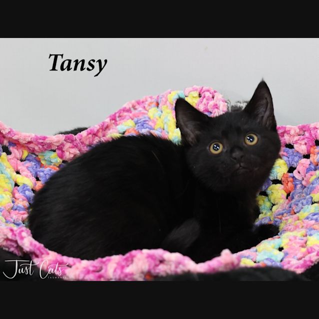 Photo of Tansy