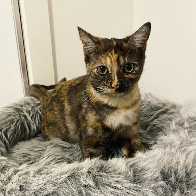 Photo of Scarlett (Located In Wallan)