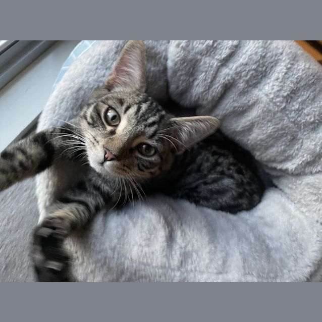 Photo of Freddie(was Prince Charming