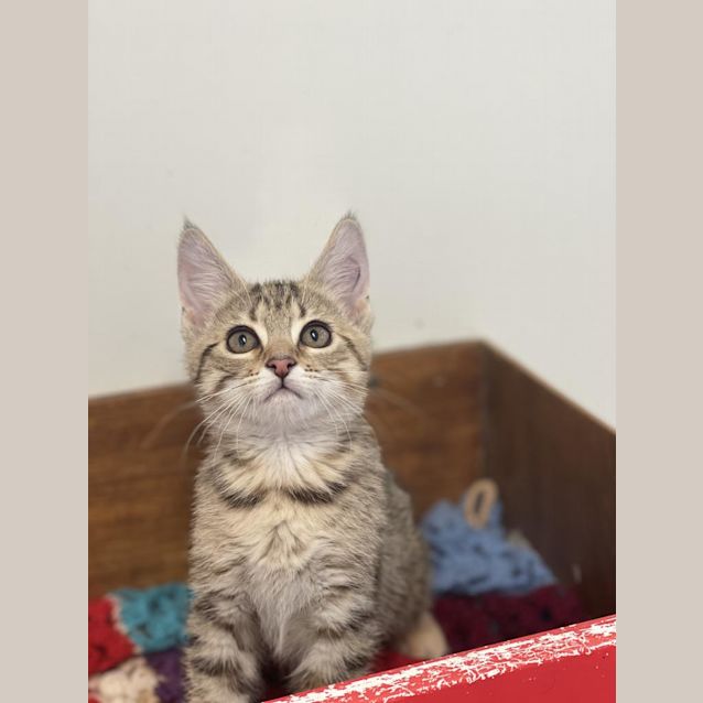Photo of Tippy