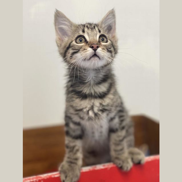 Photo of Simba
