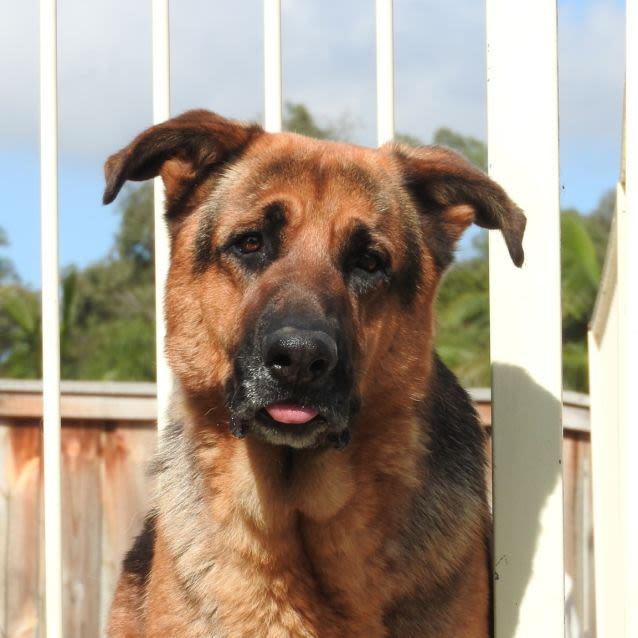 Photo of Zeus ** Adorable Goof Ball **