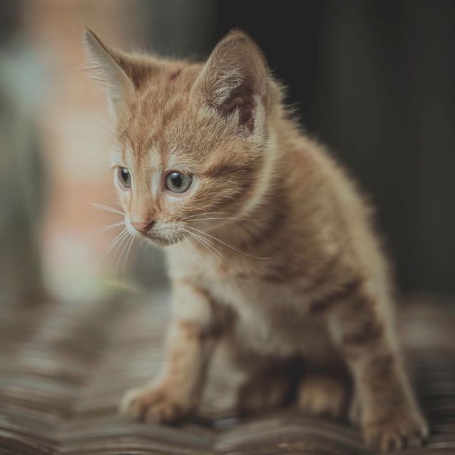 Photo of Saffron