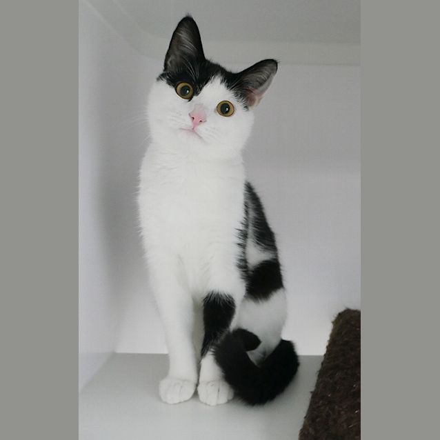 Photo of Napoleon Suk008566