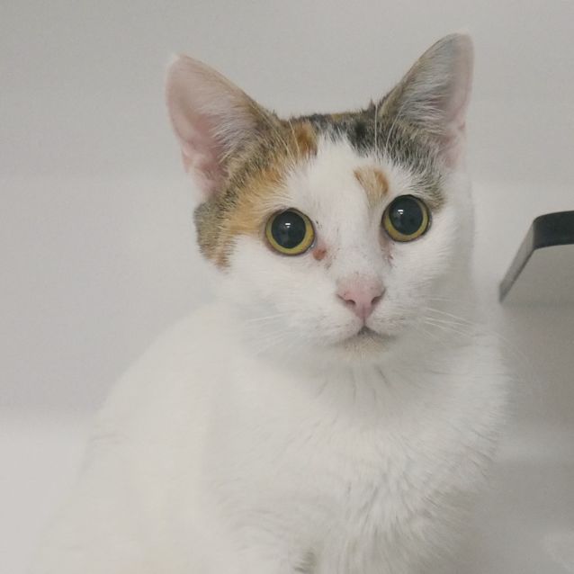 Photo of Puss Puss Sua006483