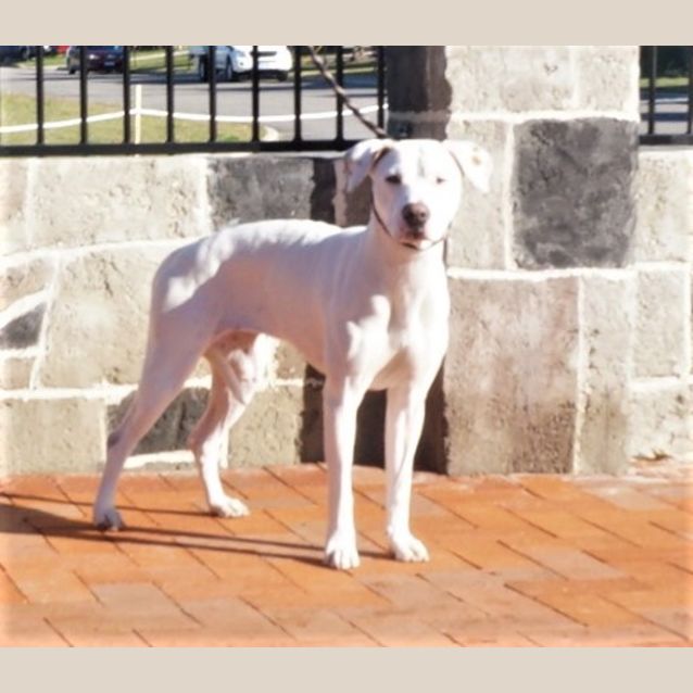 Photo of Sugar