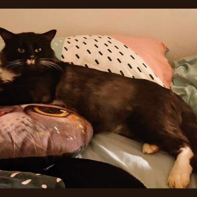 Photo of Fluff