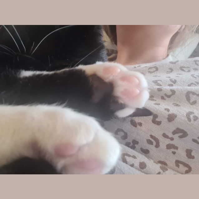 Photo of Moose   Located In Roxburgh Park 