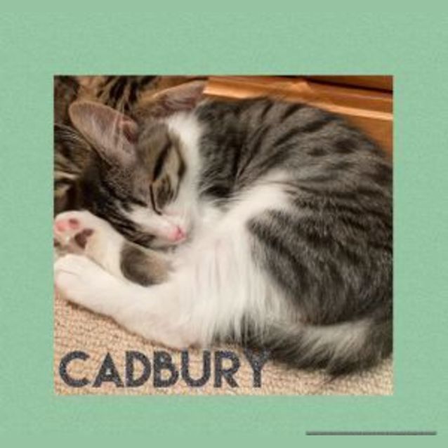 Photo of Cadbury