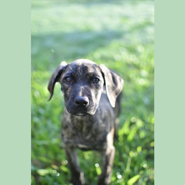 Photo of Luna