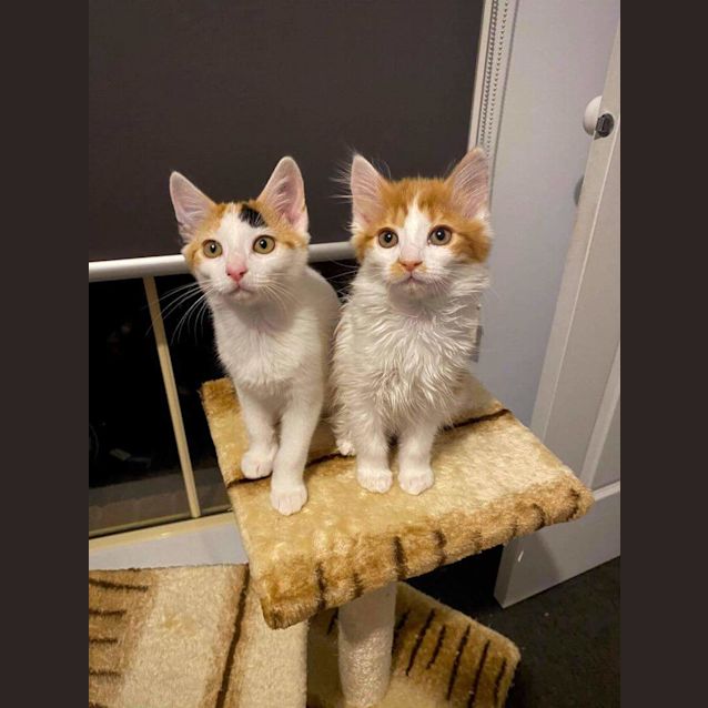 Photo of Briar Rose & Acacia ❤❤