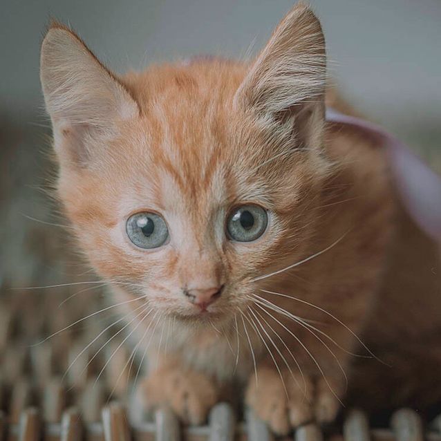 Photo of Pumpkin