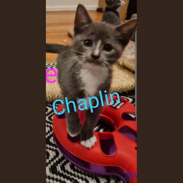 Photo of Chaplin
