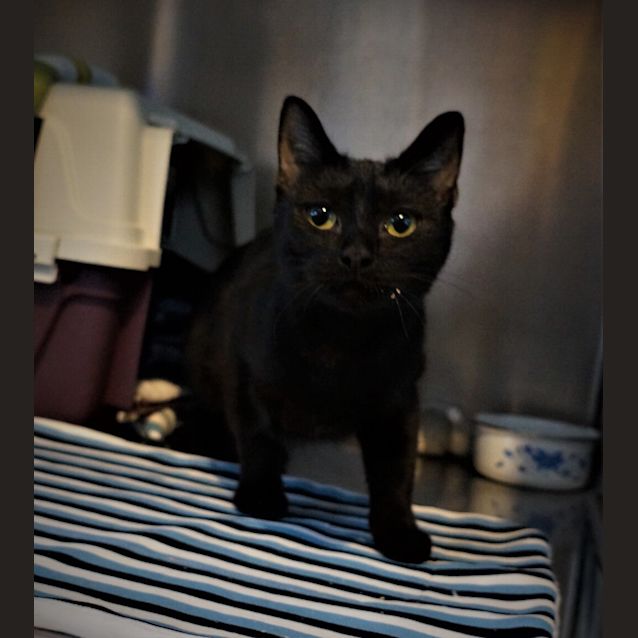 Photo of Cypher