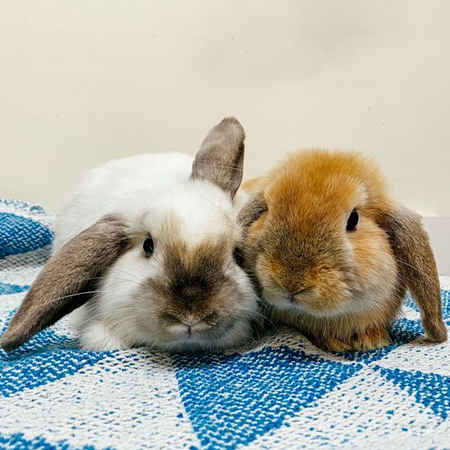 Photo of Dave & Mabel