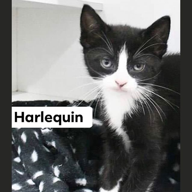 Photo of Harlequin