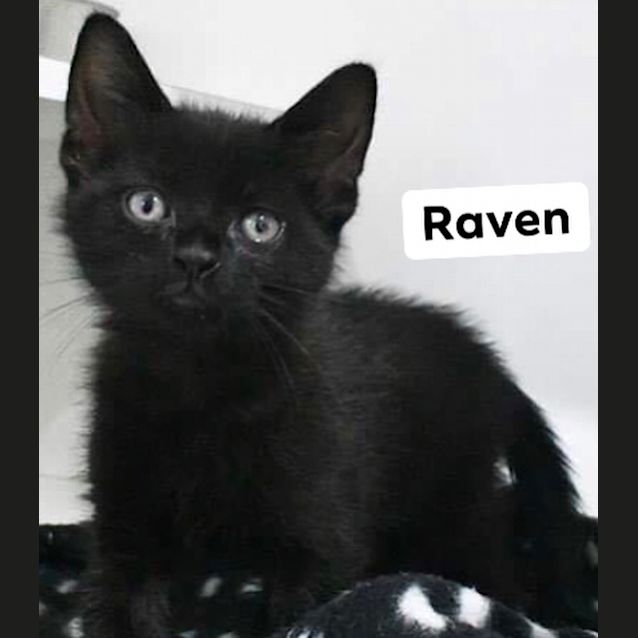 Photo of Raven
