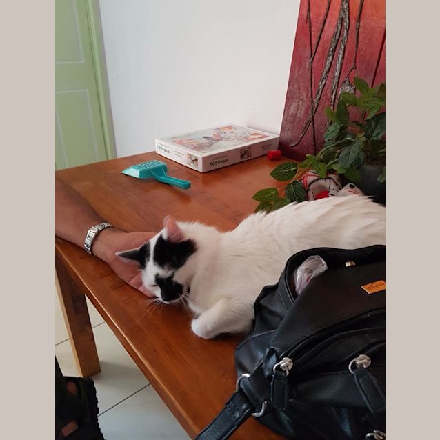 Photo of Gypsy