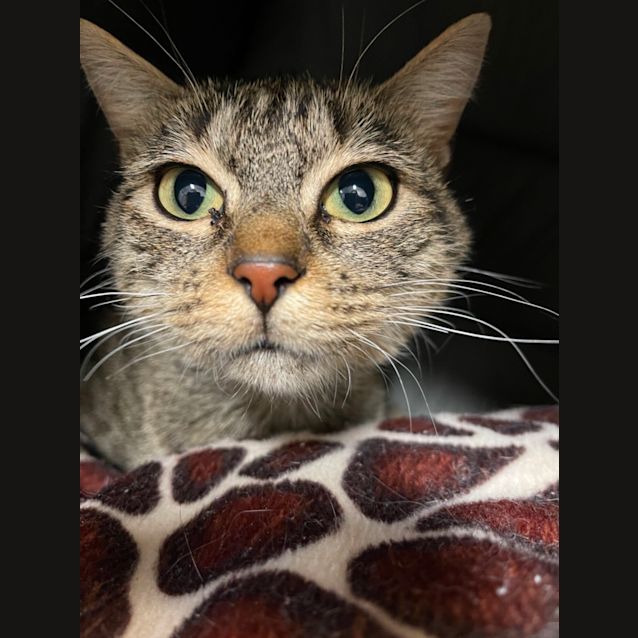 Photo of Blaire   Located In Reservoir