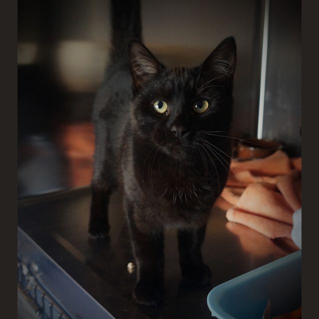 Photo of Duke