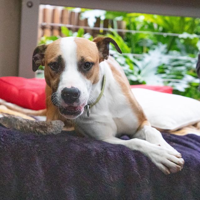 Photo of Rebel 