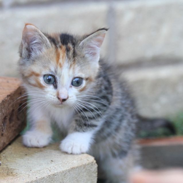 Photo of Tiger Lilly