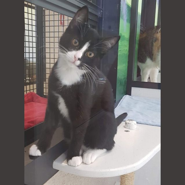 Photo of Sylvester
