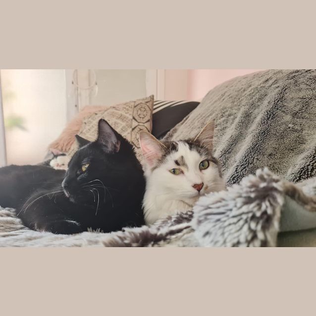 Photo of Luna & Pj