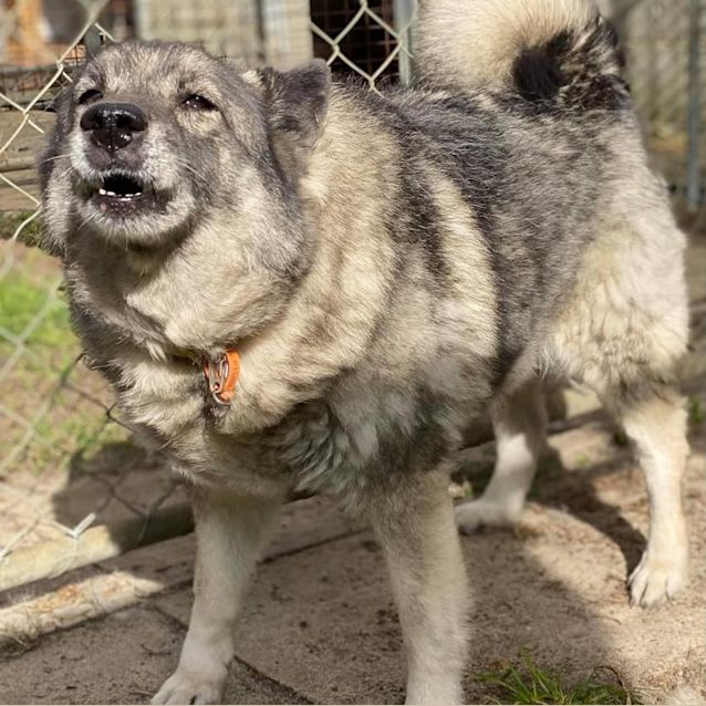 Photo of Fang Dl2680