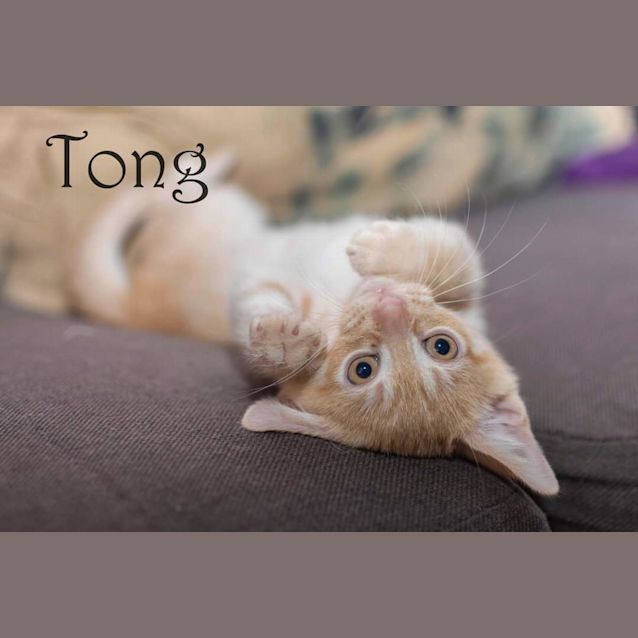 Photo of Tong