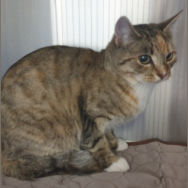 Photo of Olive