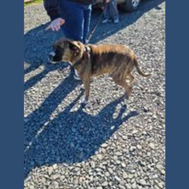 Photo of Taz